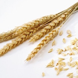 Žita, ki vsebujejo gluten Žita, ki vsebujejo gluten