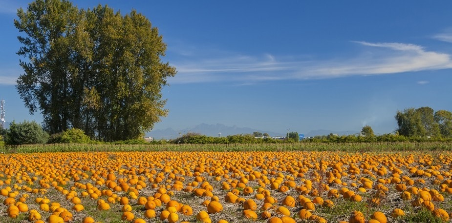 Trajnostno kmetijstvo