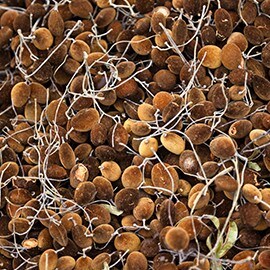 Tamarind – test s trkanjem Tamarind – test s trkanjem